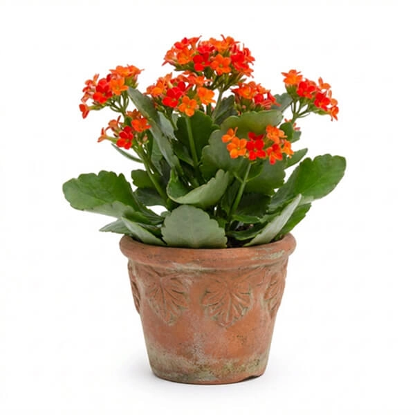 5. Kalanchoe